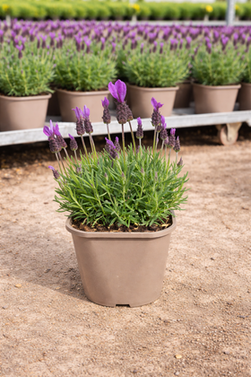 Lavender Toscane 2ltr