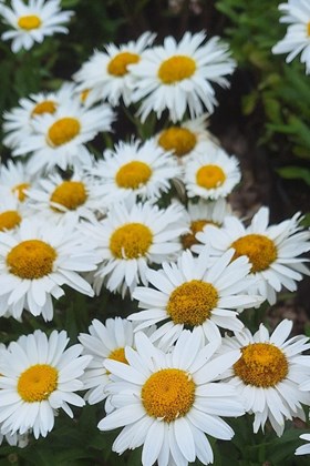 Leucanthemum Silver Princess 2ltr