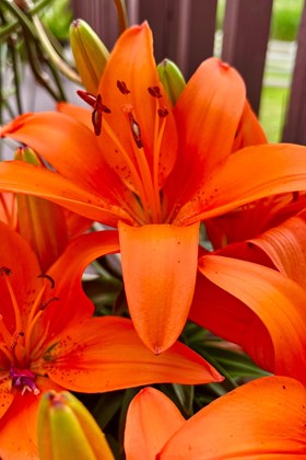 Lilium Abbeville pride