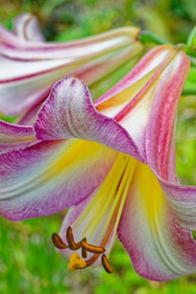 Lillium Hocus Pocus