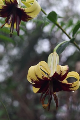 Lilium nepalense