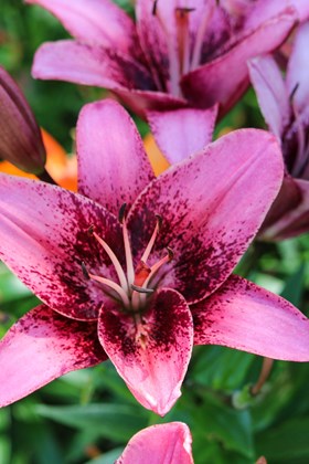 Lilium Purple Dream