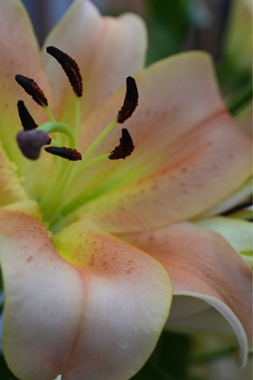 Lilium Salmon Party