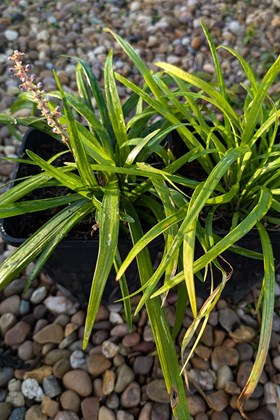 Liriope muscari Big Blue 2ltr