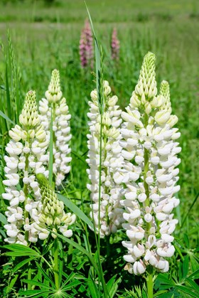 Lupin Legendary White 2ltr