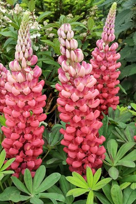 Lupin Legendary Red 2ltr