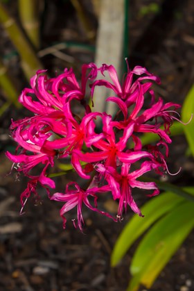 Nerine Bowdenii Pearls of Cherry