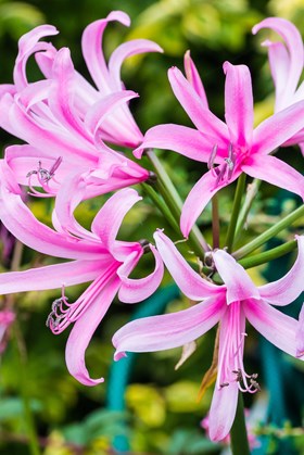 Nerine undulata Petronella