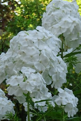 ​Phlox David