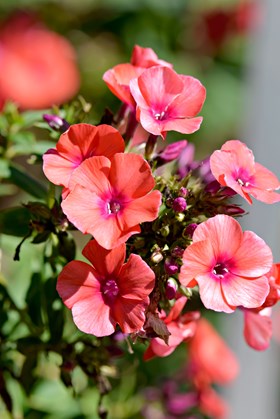 Phlox Orange Perfection