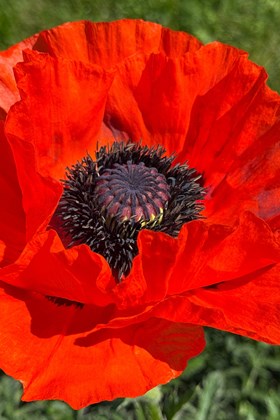 Papaver 'Orientale' Beauty Livermere 2ltr