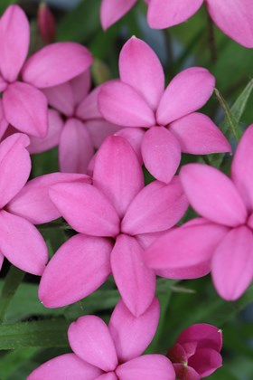Rhodohypoxis baurii ‘Mars‘