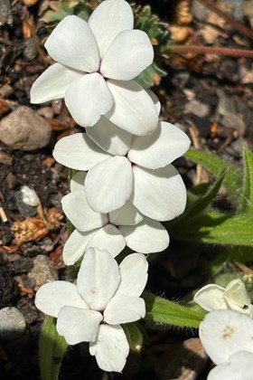 Rhodohypoxis baurii The Bride