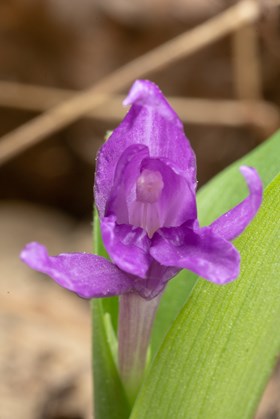 Roscoea alpina