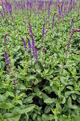 Salvia nemorosa ‘Caradonna’ 2ltr