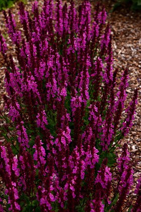Salvia Marvel Rose 2ltr
