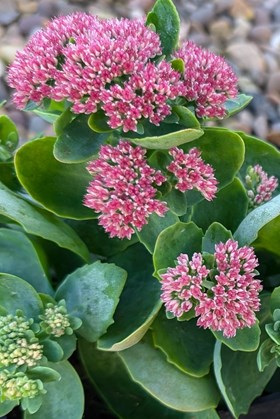 Sedumn Autumn Joy 2ltr