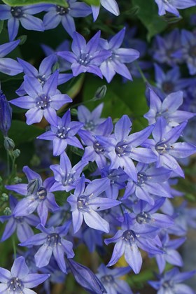 Triteleia Blues