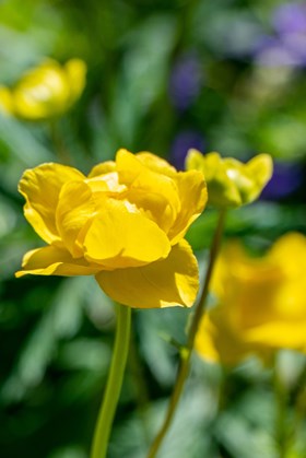 Trollius Superbus