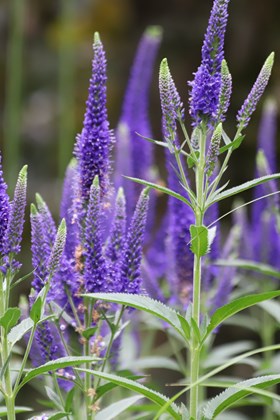 Veronica spicata Ulster Dwarf Blue