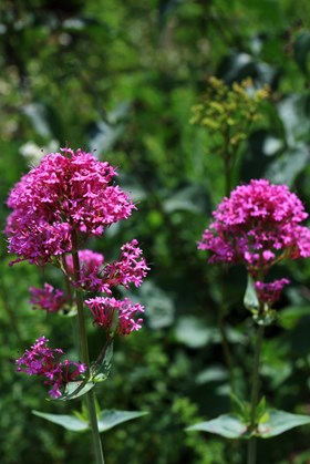 Centranthus ruber 2ltr