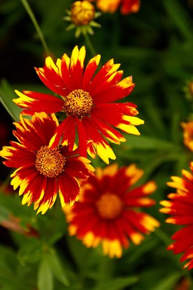 Coreopsis Uptick Red 2ltr
