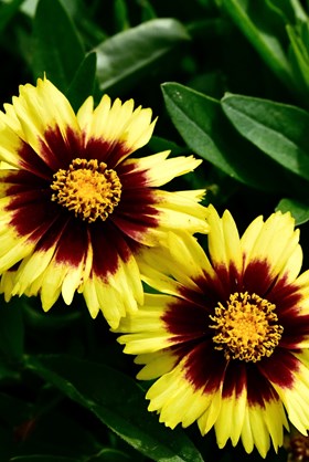 Coreopsis Uptick Collection 2ltr
