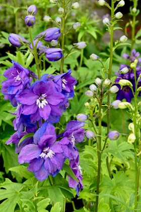 Delphinium Dark Blue White Bee 2ltr