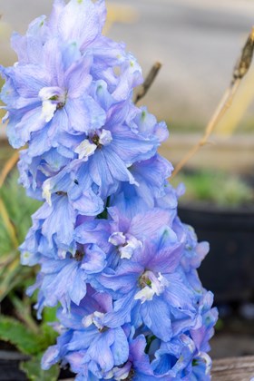 Delphinium Sky Blue White bee 2ltr