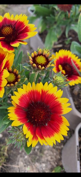 Hot Border Collection (9 x 2 Litre Plants)