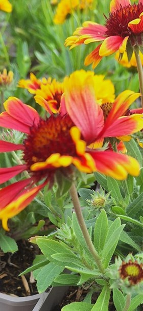 Hot Border Collection (9 x 2 Litre Plants)