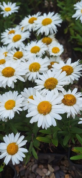 Bee & Butterfly Friendly Collection (9 x 2 Litre Plants)