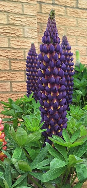 A Summer Colour & Cottage Garden Collection (12 Plants)