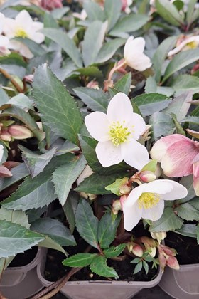 Helleborus Winter Passion 2ltr