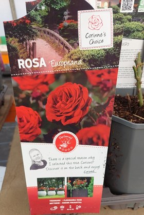 Rosa ‘Europeana’ (3 Litre Rosepot) — Valentine’s Rose Gift for Any Loved One