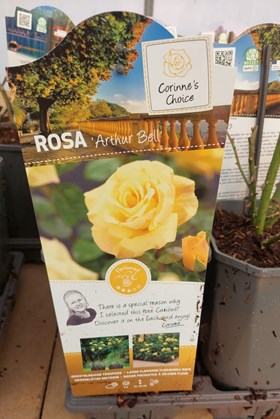 Rosa 'Arthur Bell' (3 Litre Rosepot) — Valentine’s Rose Gift (Sunshine Yellow)