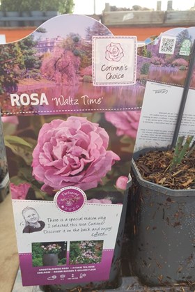 Rosa ‘Waltz Time’ (3 Litre Rosepot) — Valentine’s Day Rose