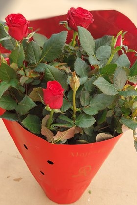 Rosa ‘Kordana’ Red (P12) — Valentine’s Day Patio Rose Gift