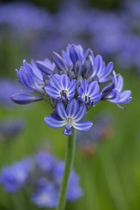 Agapanthus Aquamarine