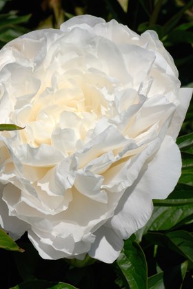 Paeonia 'Mothers Choice'