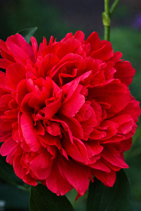 Paeonia 'Red Sarah Bernhardt‘