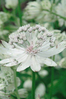 Cottage Garden Charm Collection