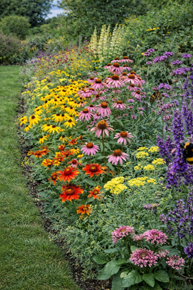 Pollinator Power Border Collection