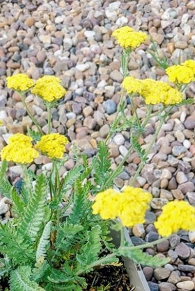 Pollinator Power Border Collection