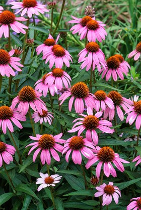 Pollinator Power Border Collection