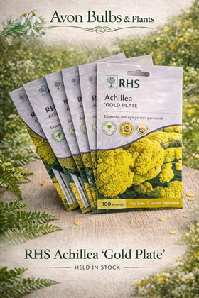 Achillea ‘Gold Plate’