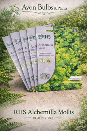 Alchemilla mollis Seeds