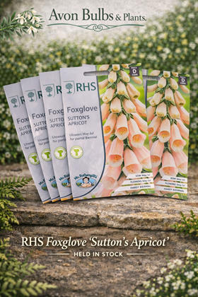 Foxglove ‘Sutton’s Apricot’ Seeds