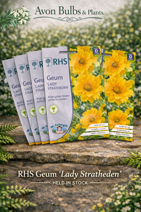 Geum ‘Lady Stratheden’ Seeds