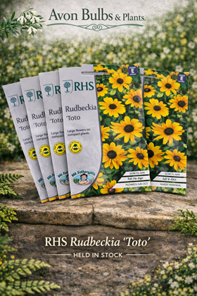 Rudbeckia ‘Toto’ Seeds